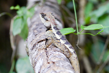 Lizard on a branch . © Thotsaphorn