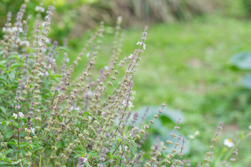 Ocimum basilicum tree in vegetable garden