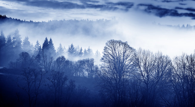 Fototapeta morning fog and a forest