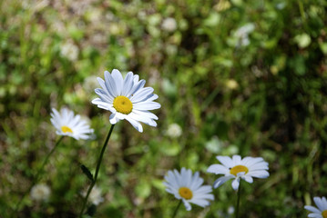 Marguerites in a meadow