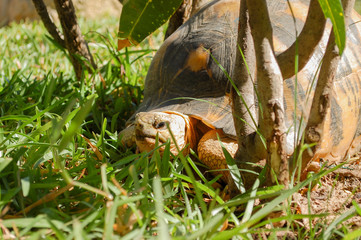 Turtle on grass