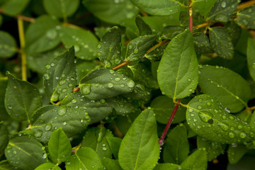 Texturas 13 / textura de hojas con gotas de agua.