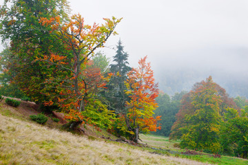 Beech forest in autumn on the slopes of the Carpathians