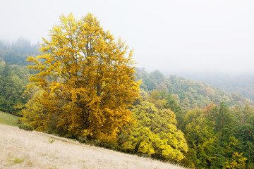 Beech forest in autumn on the slopes of the Carpathians