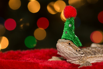 Fototapeta premium Bearded Dragon
