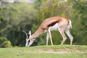 Antilope oryx
