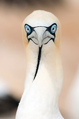 portrait of a singel cape gannet