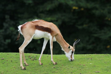 Antilope