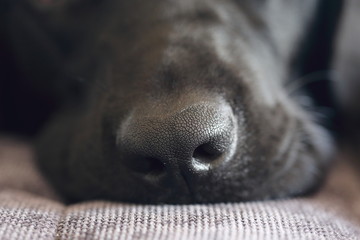 black labrador dog nose