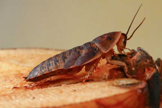 Death's head cockroach pest