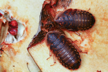 Two Death's head cockroach  feeding on apple