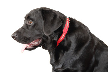 black labrador retriever
