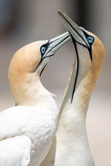 portrait of a pair of cape gannets