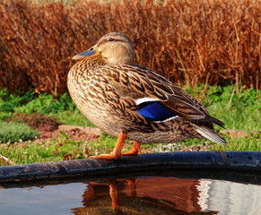 Entenvogel