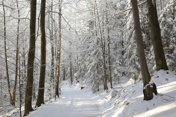 Path through the forest on a sunny winter morning