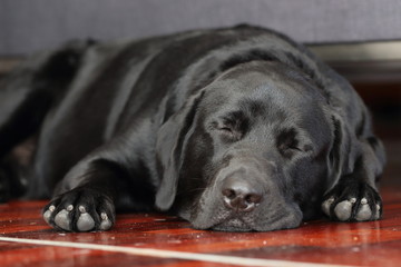 labrador retriever sleep on the floor