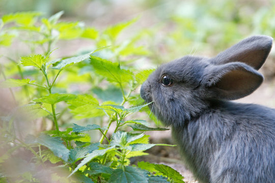 Hase