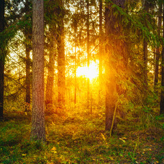 Sun shining through woods. Sunset Sunrise in Autumn Forest