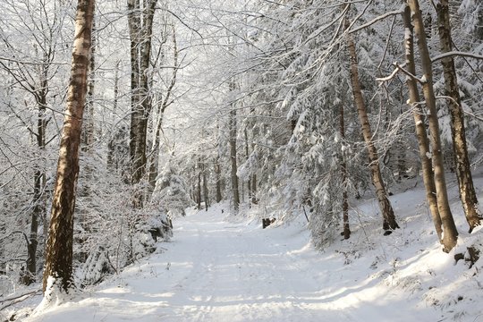 Fototapeta Path through the forest on a sunny winter morning