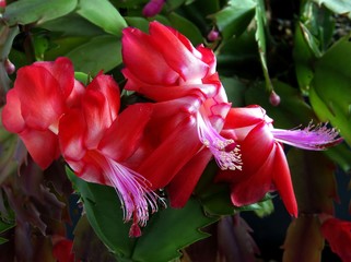 red flowers of cactus plant