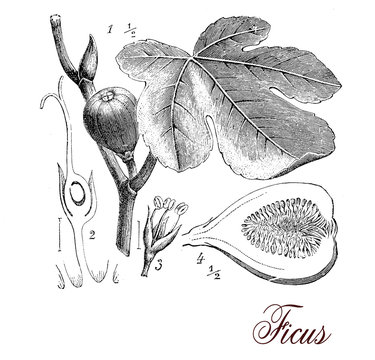 Fig tree, botanical vintage engraving