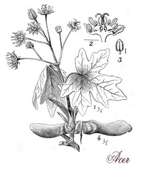 Maple tree, botanical vintage engraving
