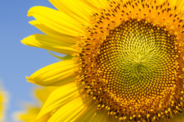 Obraz premium Sunflower