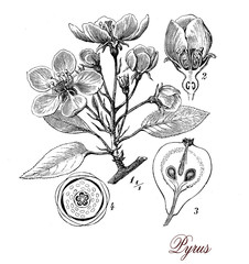 Pear tree, botanical vintage engraving