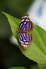 Butterflies, Myselia Cyaniris