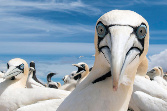 portrait of a singel cape gannet