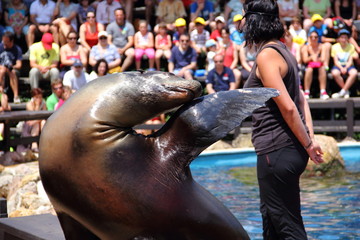 Foca en el zoo © Pablo Fernández