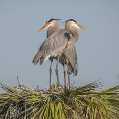 Pair of Great Blue Herons Perched on Their Nest