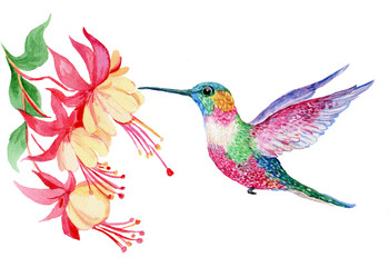 акварель,маленькая птичка колибри ,иллюстрация  - obrazy, fototapety, plakaty