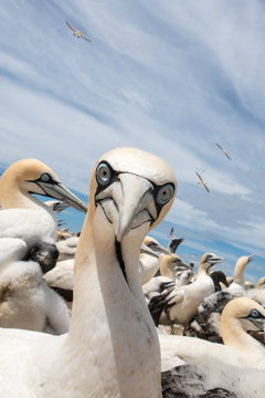 portrait of a singel cape gannet