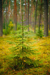 Small growing spruce fir tree in coniferous forest