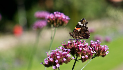 Schmetterling