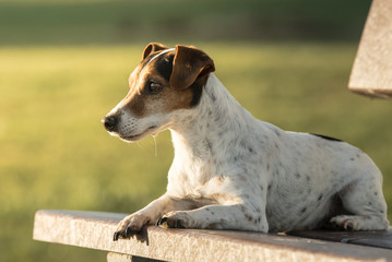 Jack Russell auf der Bank