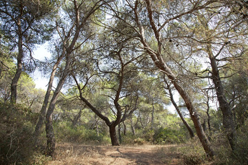 Pineta