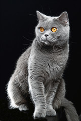 Британская кошка