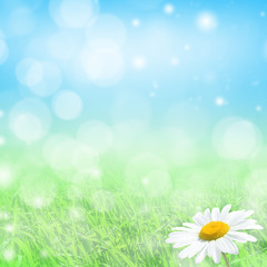Spring natural  background with green grass and daisies