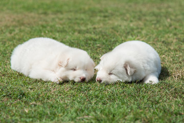 siberian husky puppy lying and looking on green grass