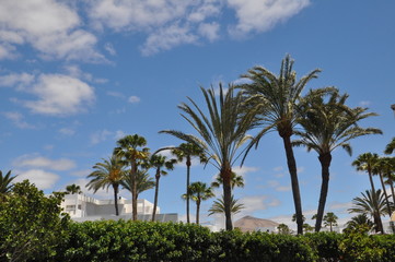 Fototapeta na wymiar Palmen auf Lanzarote