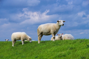 Ostfriesland Schafe - Eastern Friesland sheeps 03