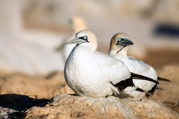 pair of breeding cape gannets