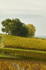 Vineyards of Sauternes