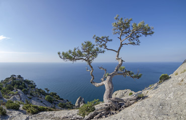 Relic pine in the rocks on the seashore.