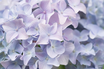 Flower pink hydrangea