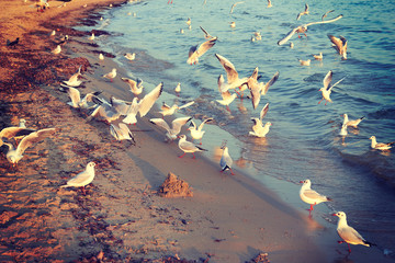 Birds seagulls on the shore