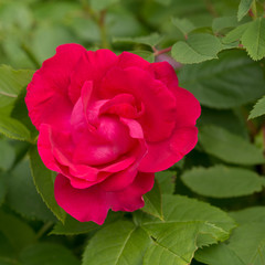 Flower pink rose. Soft focus