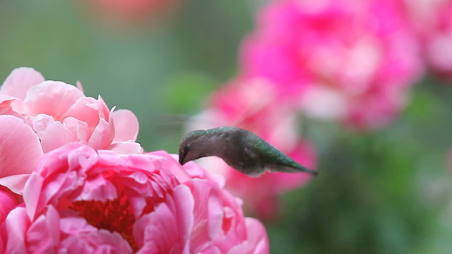 Female hummingbird with spring peonies